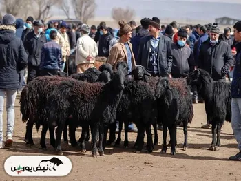 قیمت دام زنده امروز ۶ بهمن ۱۴۰۴