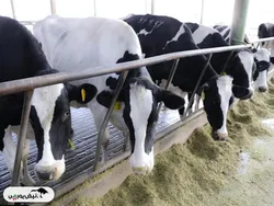 کارنامه حمیدرضا اسماعیلی در زفجر: کاهش ۵ درصدی سود!