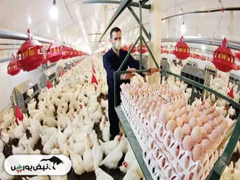 خانواده رسولی چند درصد از سهام سپید را در اختیار دارد؟