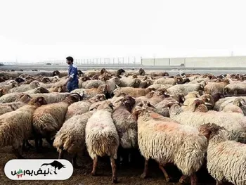 قیمت دام زنده امروز ۲ بهمن ۱۴۰۴