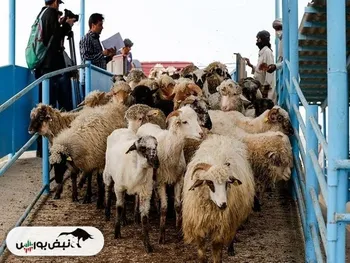 قیمت دام زنده جمعه ۲۴ بهمن ۱۴۰۴