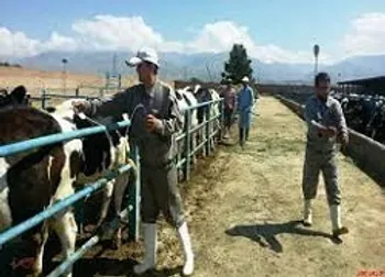 نوسان بیش از ۲۰ درصدی قیمت در زبینا