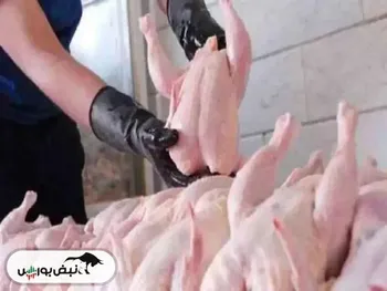 قیمت مرغ در تهران چند؟