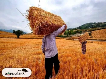 احتمال اعلام قیمت گندم تا پایان هفته آینده