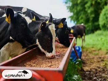 تولید دام سنگین رونق گرفت