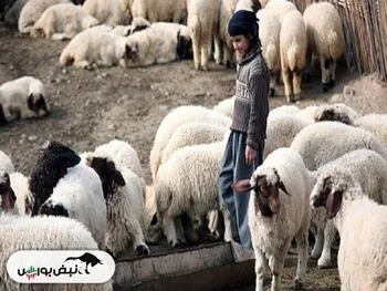 قیمت روز دام زنده در کشور ۱۴۰۳/۰۴/۲۴