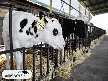 گزارش هیئت مدیره تلیسه و شسینا به مجمع عمومی | خبر مهم از تجدید ارزیابی برای این نماد