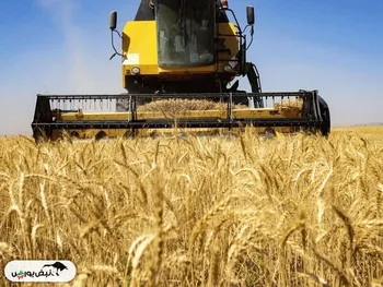 قیمت خرید تضمینی گندم اعلام شد