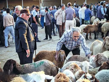 قیمت دام زنده امروز ۲۷ اردیبهشت ۱۴۰۵