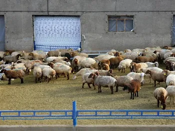 قیمت دام زنده امروز ۲ شهریور ۱۴۰۵