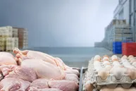 چرا قیمت مرغ و تخم مرغ همچنان بالا میرود؟