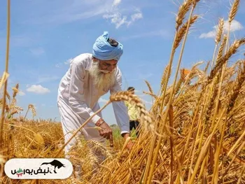 یارانه گندم و نان و دردسر‌های دولت