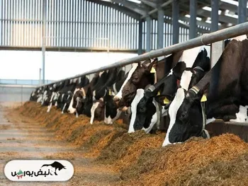 سپید همچنان روند صعودی فروش را حفظ کرد | دو نماد رکورد فروش را شکستند