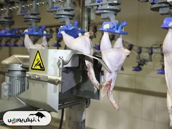 نماد سپید امروز بازگشایی می شود؟