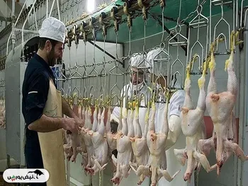 کشتار مرغ‌ها برای فرار از ضرر