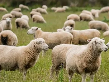 قیمت دام زنده امروز ۱۷ مرداد ۱۴۰۵