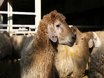 قیمت دام زنده امروز ۱۶ اردیبهشت ۱۴۰۵