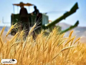 قیمت جدید گندم اعلام شد