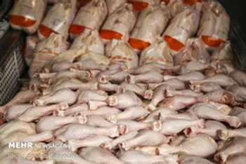 قیمت مرغ همین هفته متعادل می‌شود