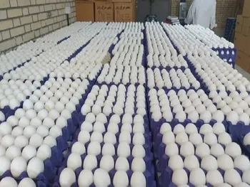 قیمت هر شانه تخم مرغ به ۴۸۰ هزارتومان رسید