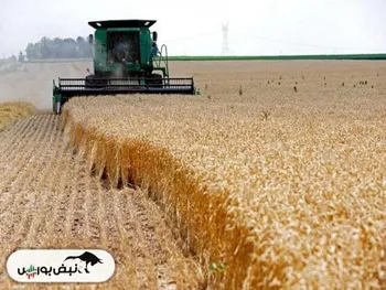 رشد ۵۰ درصدی ذخایر گندم کشور نسبت به سال گذشته