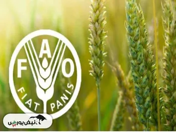 فائو: قیمت جهانی موادغذایی کاهش یافت