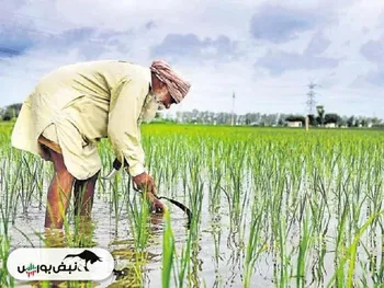 هند بازار را دوباره غافلگیر کرد!