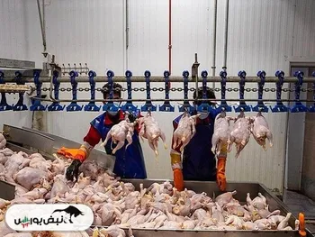 قیمت مرغ افزایش می یابد