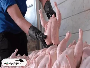 اعلام قیمت گوشت مرغ به صورت عمده و خرده‌فروشی‌