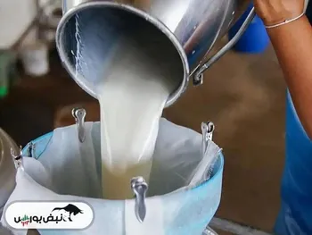 تولید شیر خام تا پایان سال کاهش می‌یابد