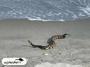 تنکابن | هجوم مارماهی ها به ساحل تنکابن