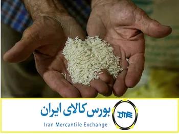 فروش برنج در بورس کالا آغاز شد