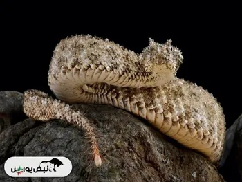 افعی شاخدار دم عنکبوتی + فیلم