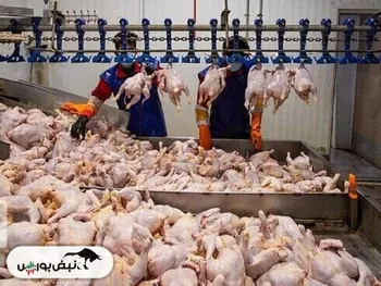 قیمت مرغ امروز دوشنبه ۶ بهمن ۱۴۰۴