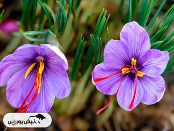 زعفران ایران به کدام کشور‌ها صادر می‌شود؟