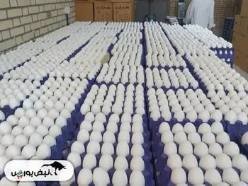 قیمت هرکیلو تخم مرغ درب مرغداری به ۱۰۰ هزارتومان رسید