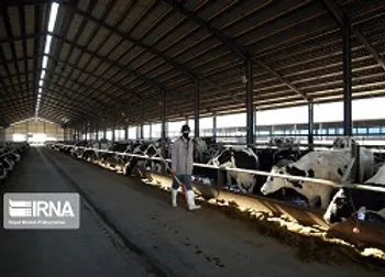 تاثیرارز ۴۲۰۰تومانی بر قیمت نهاده‌های دامی