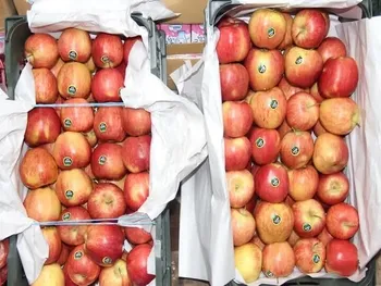 جدول قیمت میوه و سبزیجات تا فروردین منتشر شد