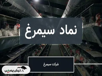 سبد از سیمرغ پرید! | مقصد بعدی کجاست؟