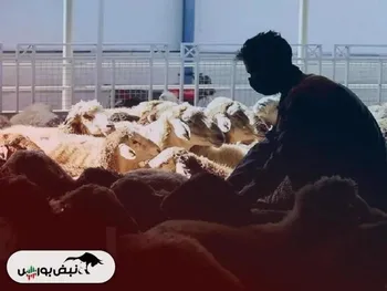 قیمت دام زنده امروز ۱۴ بهمن ۱۴۰۴