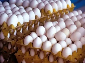 قیمت واقعی تخم‌مرغ همه را غافلگیر کرد