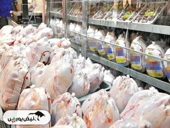 قیمت مرغ امروز دوشنبه ۲۰ بهمن ۱۴۰۴