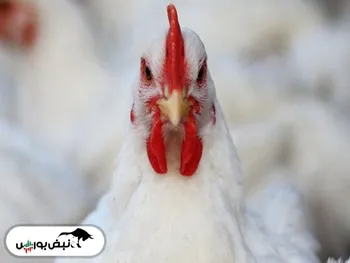 ماجرای مرغ تریاکی چه بود؟ + فیلم