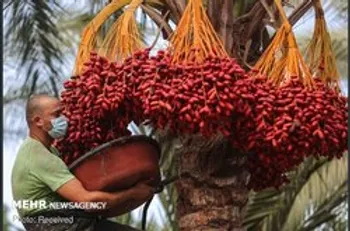 آغاز معاملات خرما از سه شنبه در بورس کالا