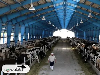 قیمت دام زنده امروز ۲۰ بهمن ۱۴۰۴