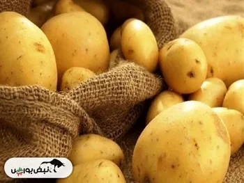 عرضه سیب زمینی تنظیم بازار با قیمت ۲۹ هزار تومان