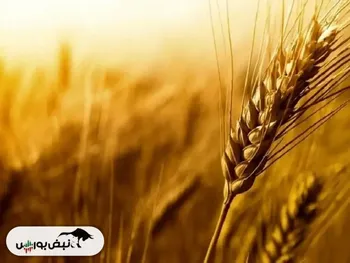 اصلاح قیمت گندم به کجا رسید؟