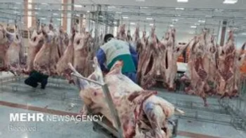 قیمت گوسفند زنده برای محرم اعلام شد