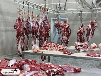 گوشت وارداتی با قیمت زیر ۷۰۰ هزار تومان وارد می شود