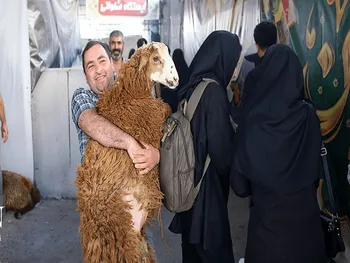 قیمت دام زنده امروز ۱۲ مرداد ۱۴۰۵